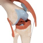 3B Functioneel menselijk kniegewricht inclusief ligamenten en kraakbeen - kopen bij Bodybow
