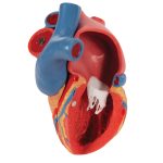 3B Hartmodel ware grootte 5-delig met weergave van systole - kopen bij Bodybow