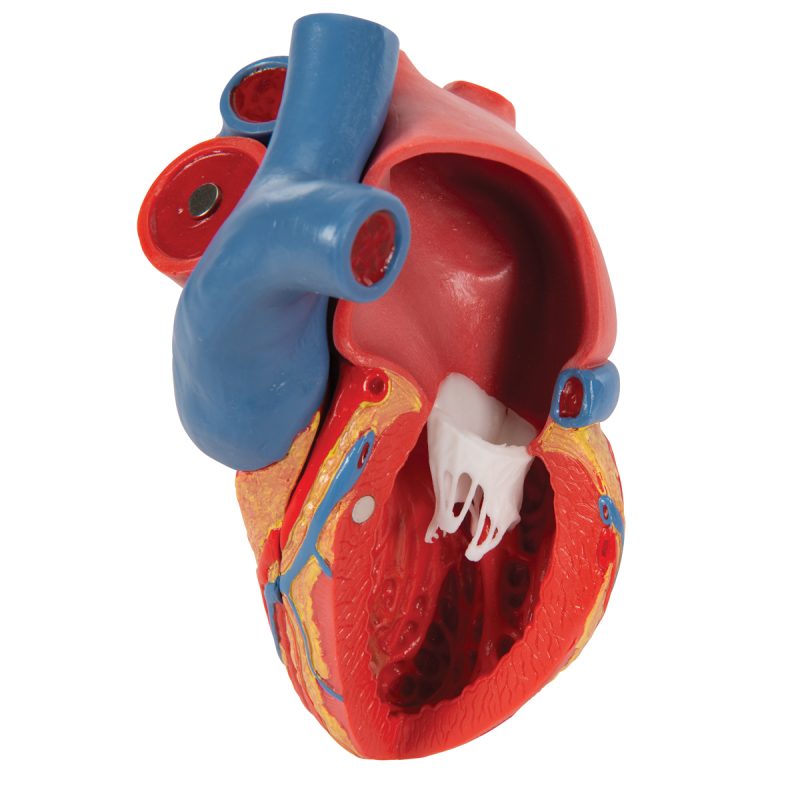 3B Hartmodel ware grootte 5-delig met weergave van systole - kopen bij Bodybow