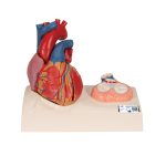 3B Hartmodel ware grootte 5-delig met weergave van systole - kopen bij Bodybow
