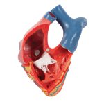 3B Hartmodel ware grootte 5-delig met weergave van systole - kopen bij Bodybow