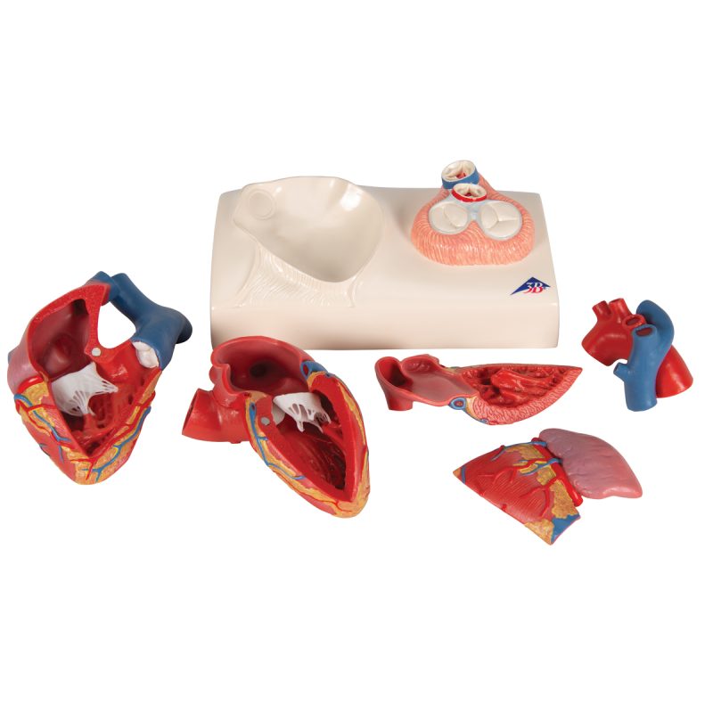 3B Hartmodel ware grootte 5-delig met weergave van systole - kopen bij Bodybow