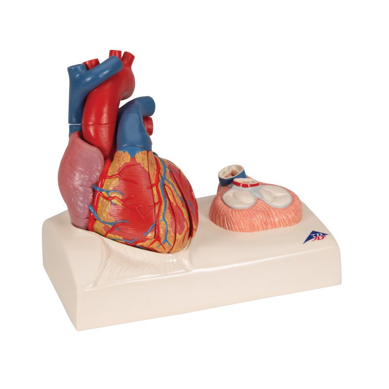 3B Hartmodel ware grootte 5-delig met weergave van systole - kopen bij Bodybow