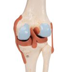 3B Functioneel menselijk kniegewricht inclusief ligamenten en kraakbeen - kopen bij Bodybow