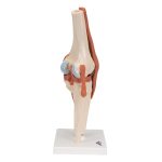 3B Functioneel menselijk kniegewricht inclusief ligamenten en kraakbeen - kopen bij Bodybow