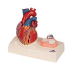 3B Hartmodel ware grootte 5-delig met weergave van systole - kopen bij Bodybow