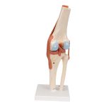 3B Functioneel menselijk kniegewricht inclusief ligamenten en kraakbeen - kopen bij Bodybow