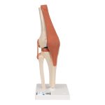 3B Functioneel menselijk kniegewricht inclusief ligamenten en kraakbeen - kopen bij Bodybow