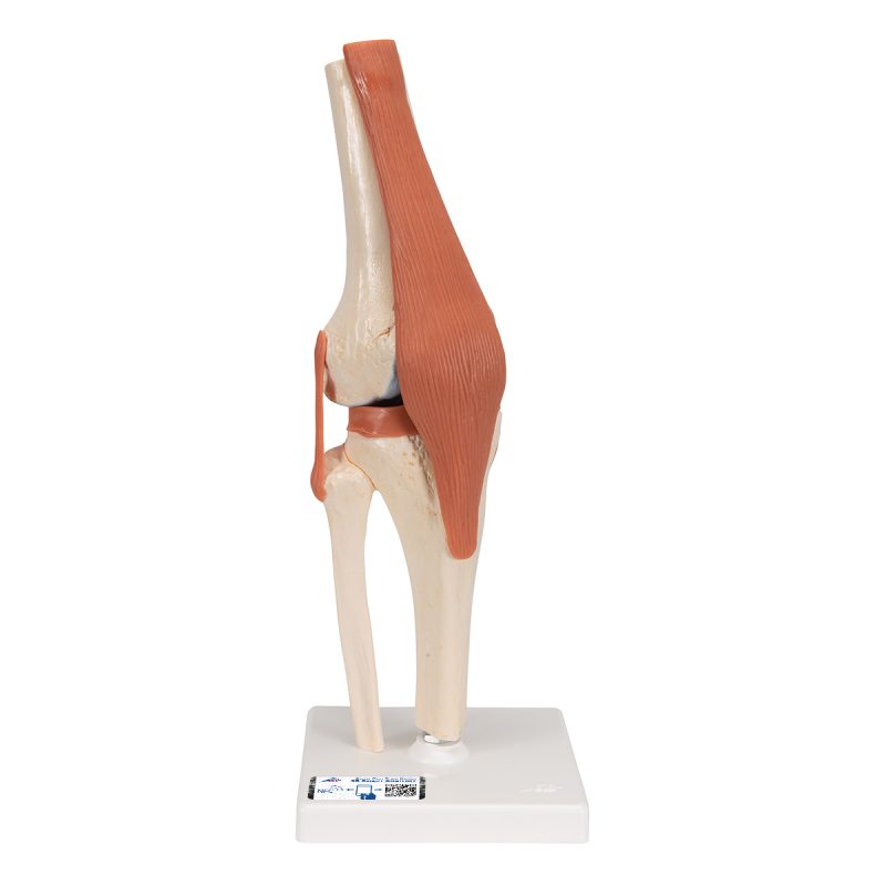 3B Functioneel menselijk kniegewricht inclusief ligamenten en kraakbeen - kopen bij Bodybow