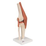 3B Functioneel menselijk kniegewricht inclusief ligamenten en kraakbeen - kopen bij Bodybow