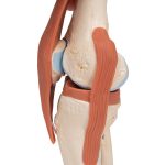 3B Functioneel menselijk kniegewricht inclusief ligamenten en kraakbeen - kopen bij Bodybow