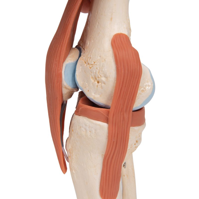 3B Functioneel menselijk kniegewricht inclusief ligamenten en kraakbeen - kopen bij Bodybow