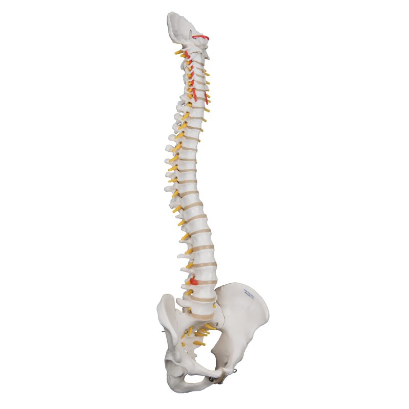 3B Anatomisch model 3B Extra flexibele wervelkolom A59-1 - kopen bij Bodybow