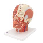 3B Hoofdmodel met spieren en bloedvaten - kopen bij Bodybow